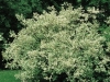 Cornus Alba Elegantissima